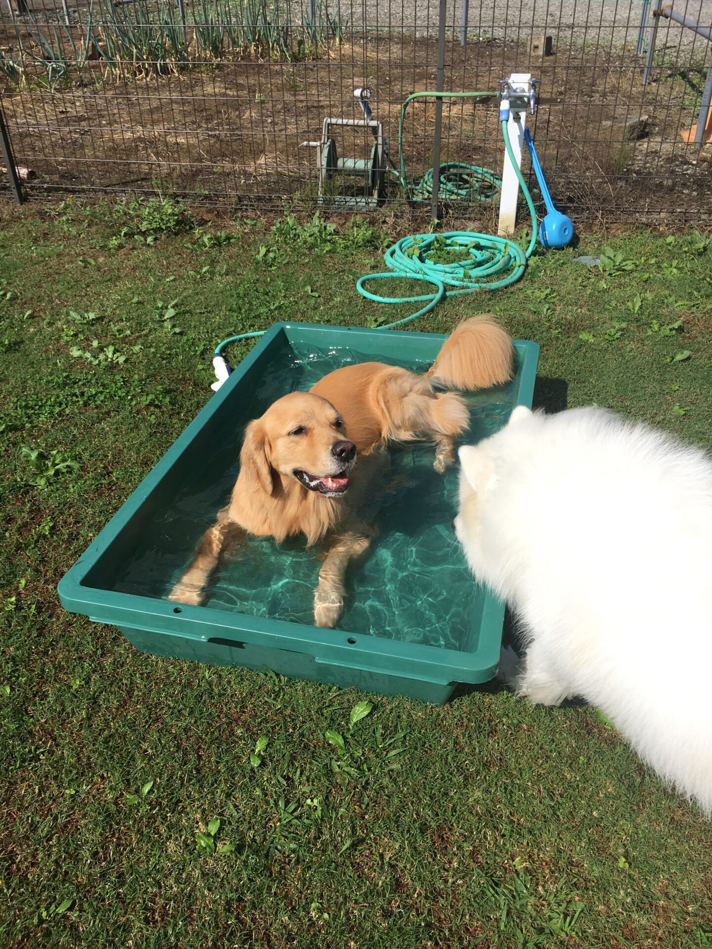 ファイル 8165-5.jpeg