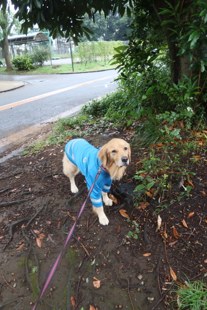 ファイル 8173-1.jpg