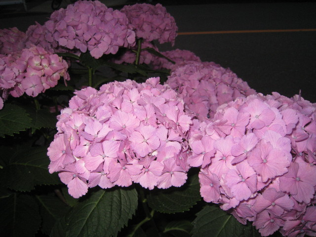 ファイル 819-3.jpg