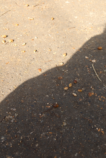 ファイル 8191-5.jpg