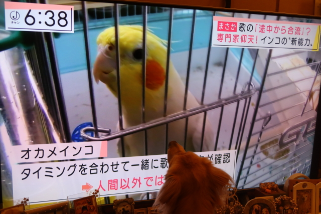 ファイル 8196-1.jpg