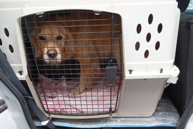 ファイル 8198-5.jpg