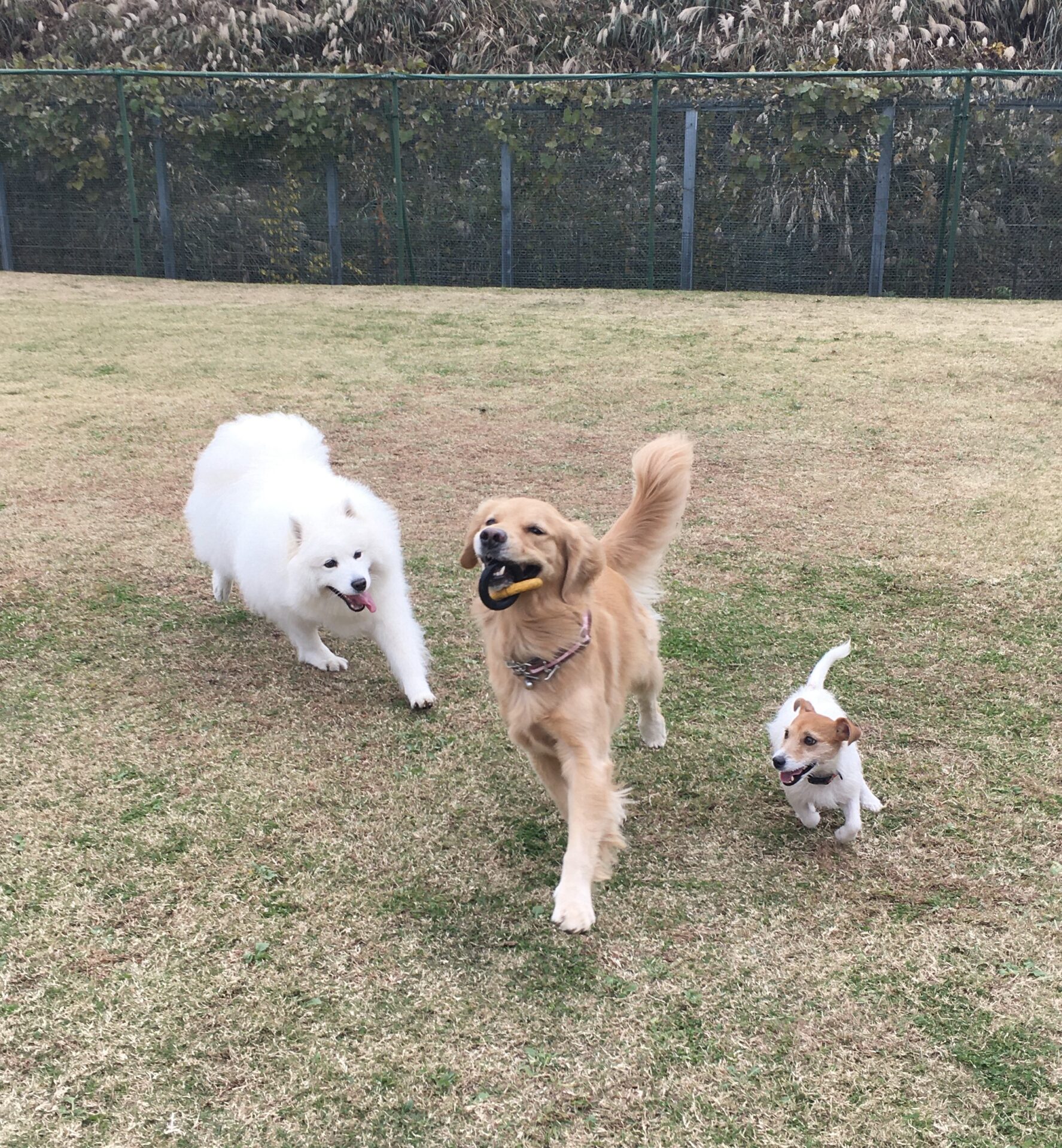 ファイル 8200-1.jpeg