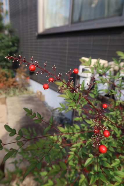 ファイル 8205-2.jpg