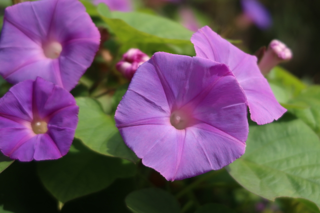 ファイル 8205-3.jpg