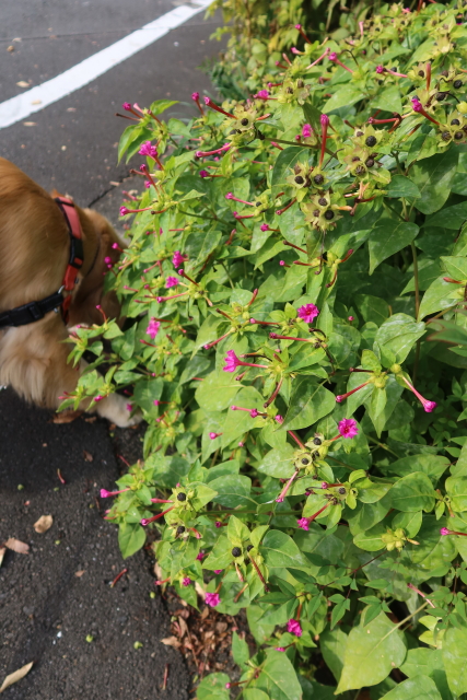 ファイル 8205-4.jpg