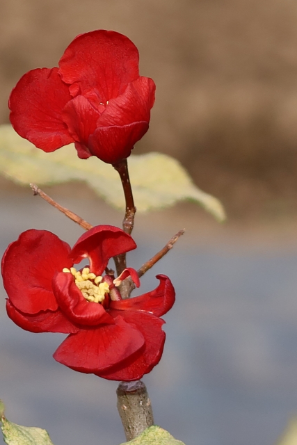 ファイル 8205-5.jpg