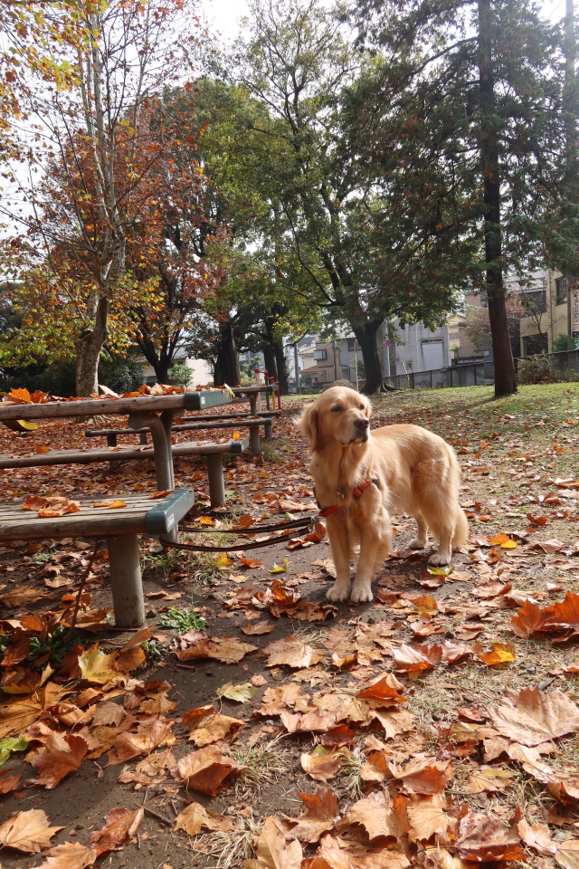 ファイル 8207-3.jpg