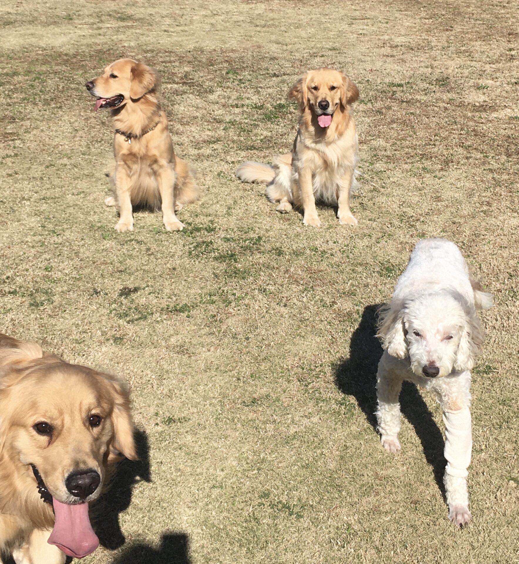 ファイル 8208-2.jpeg