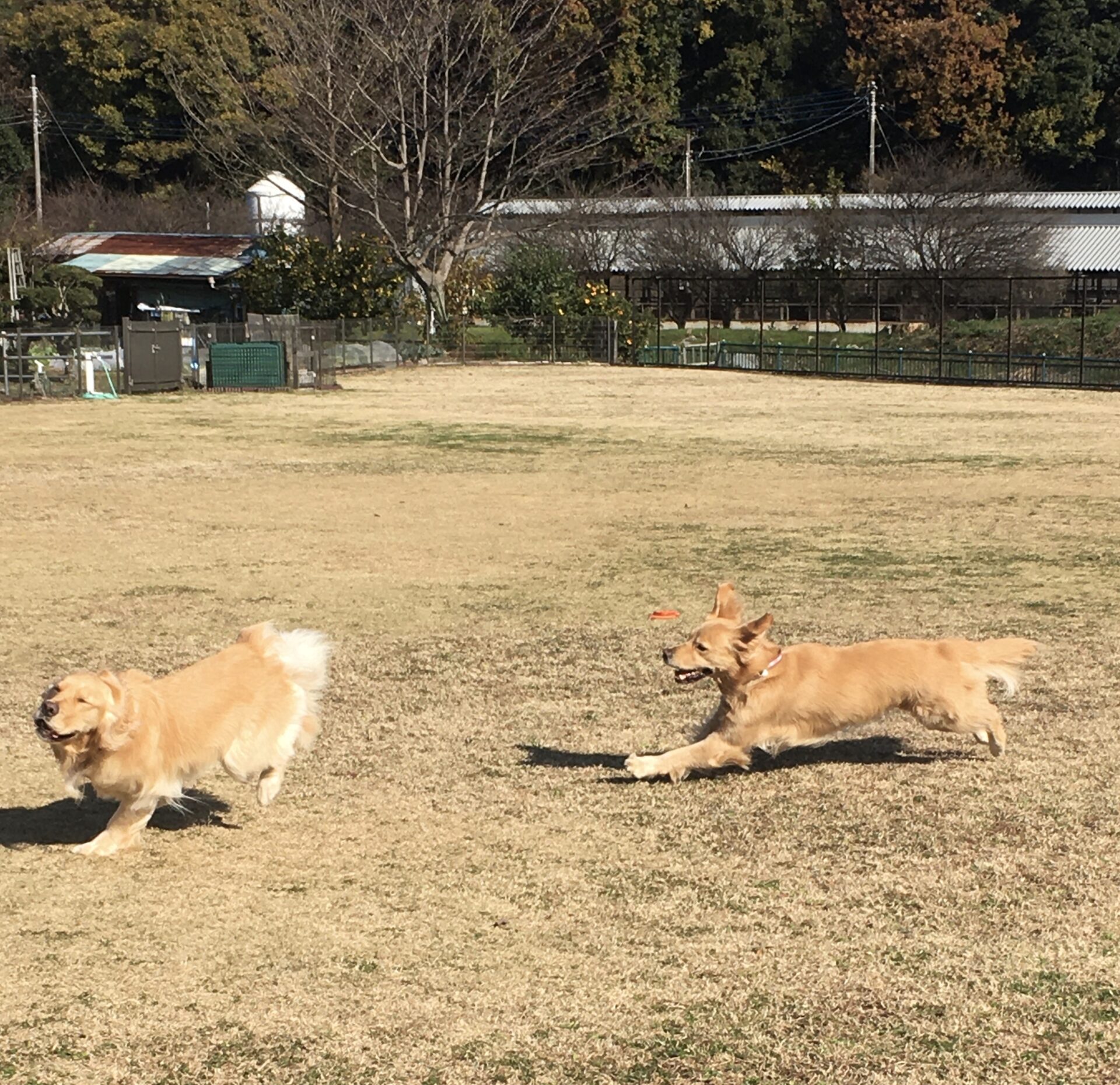 ファイル 8222-1.jpeg