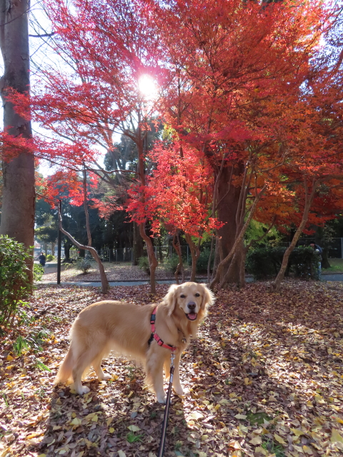 ファイル 8224-2.jpg