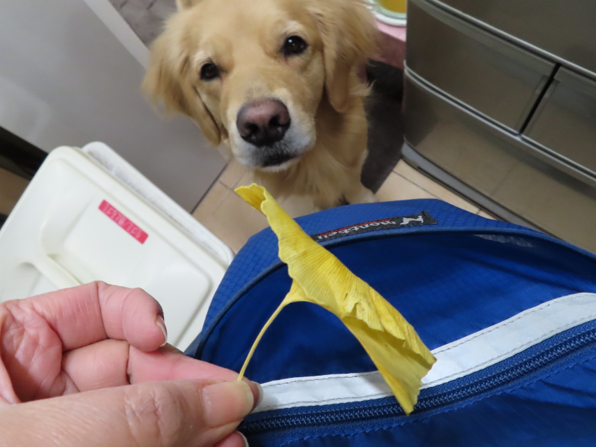 ファイル 8226-5.jpg