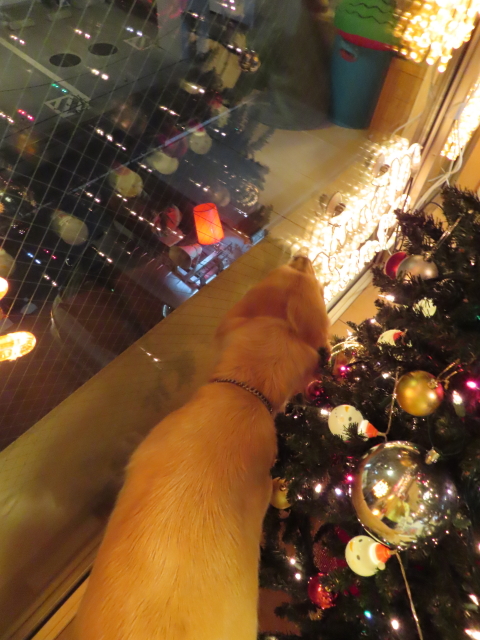 ファイル 8228-1.jpg