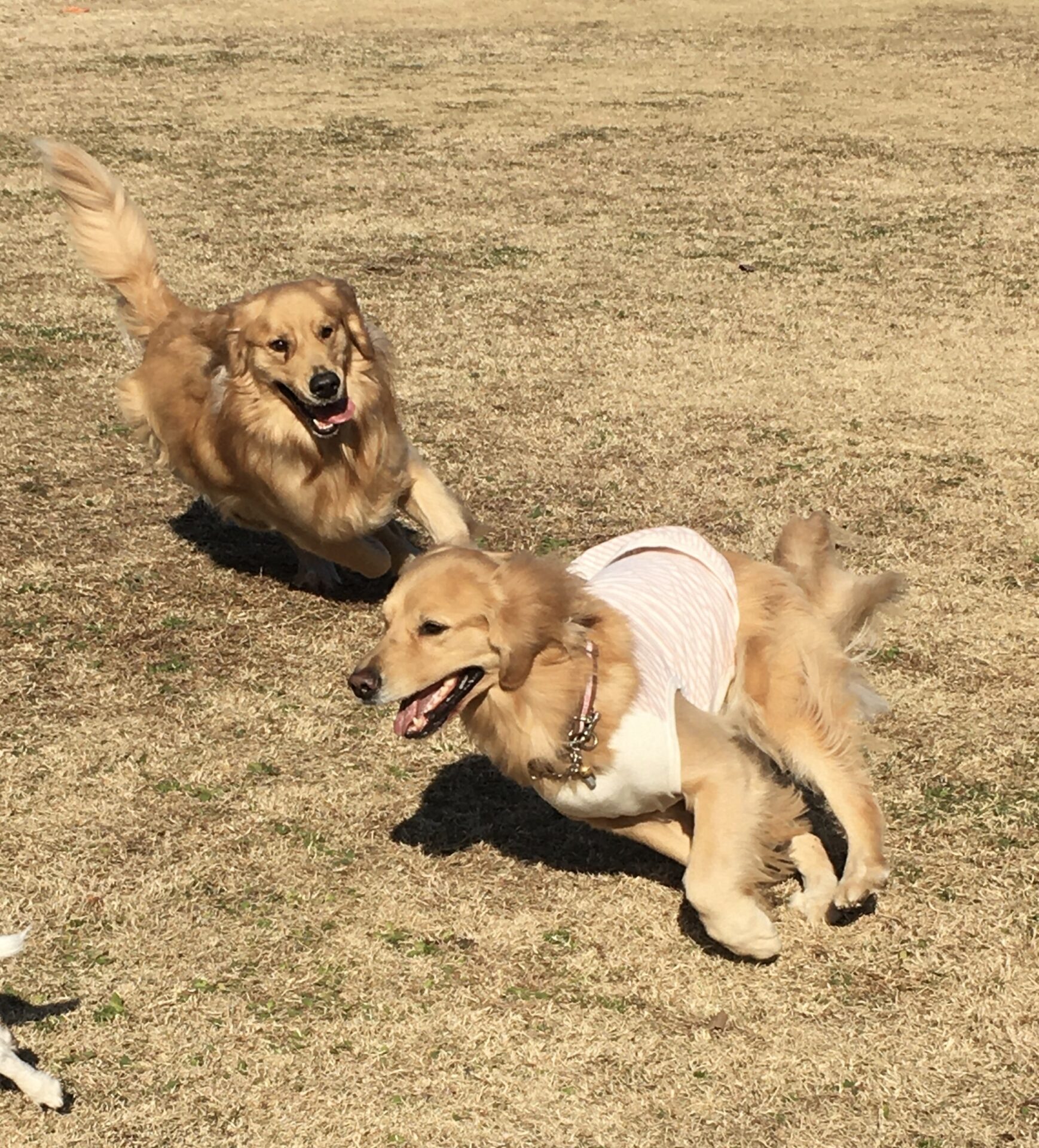 ファイル 8229-2.jpeg