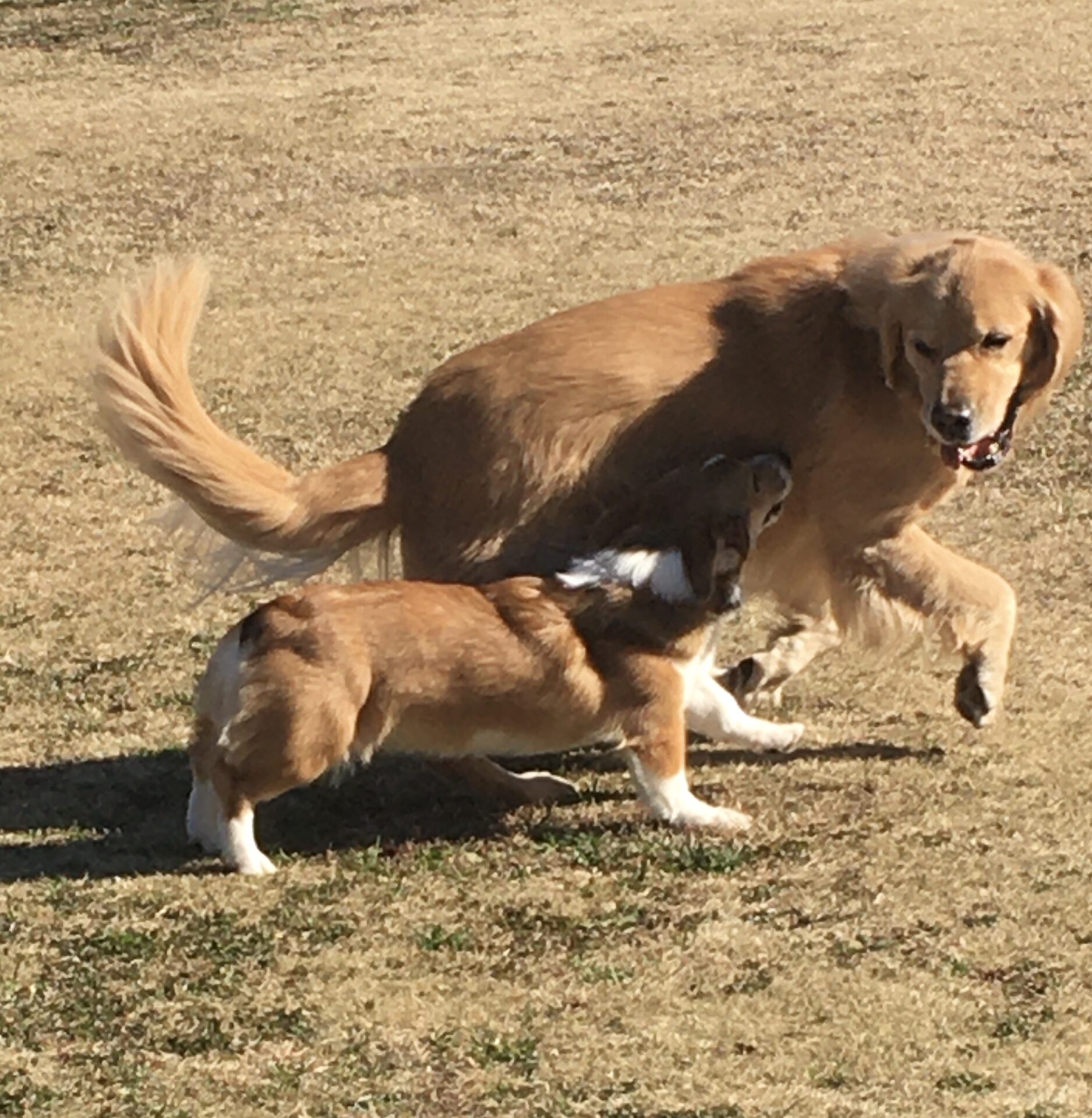 ファイル 8234-1.jpeg