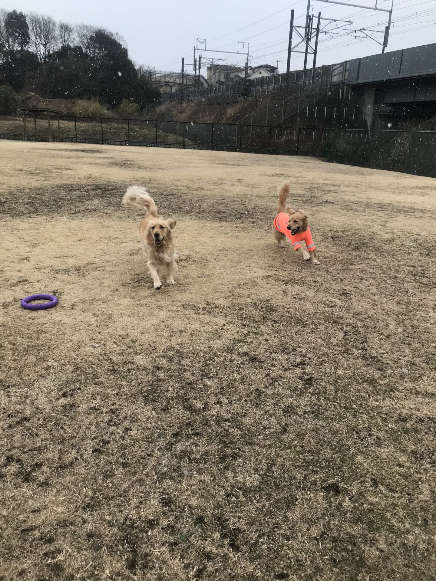 ファイル 8241-1.jpeg