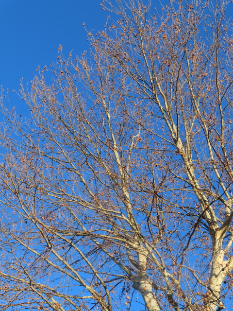 ファイル 8247-1.jpg