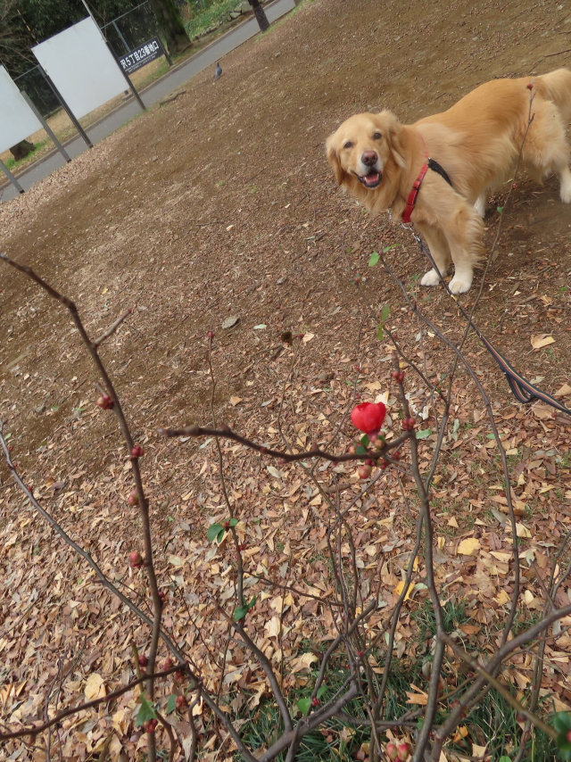 ファイル 8251-1.jpg