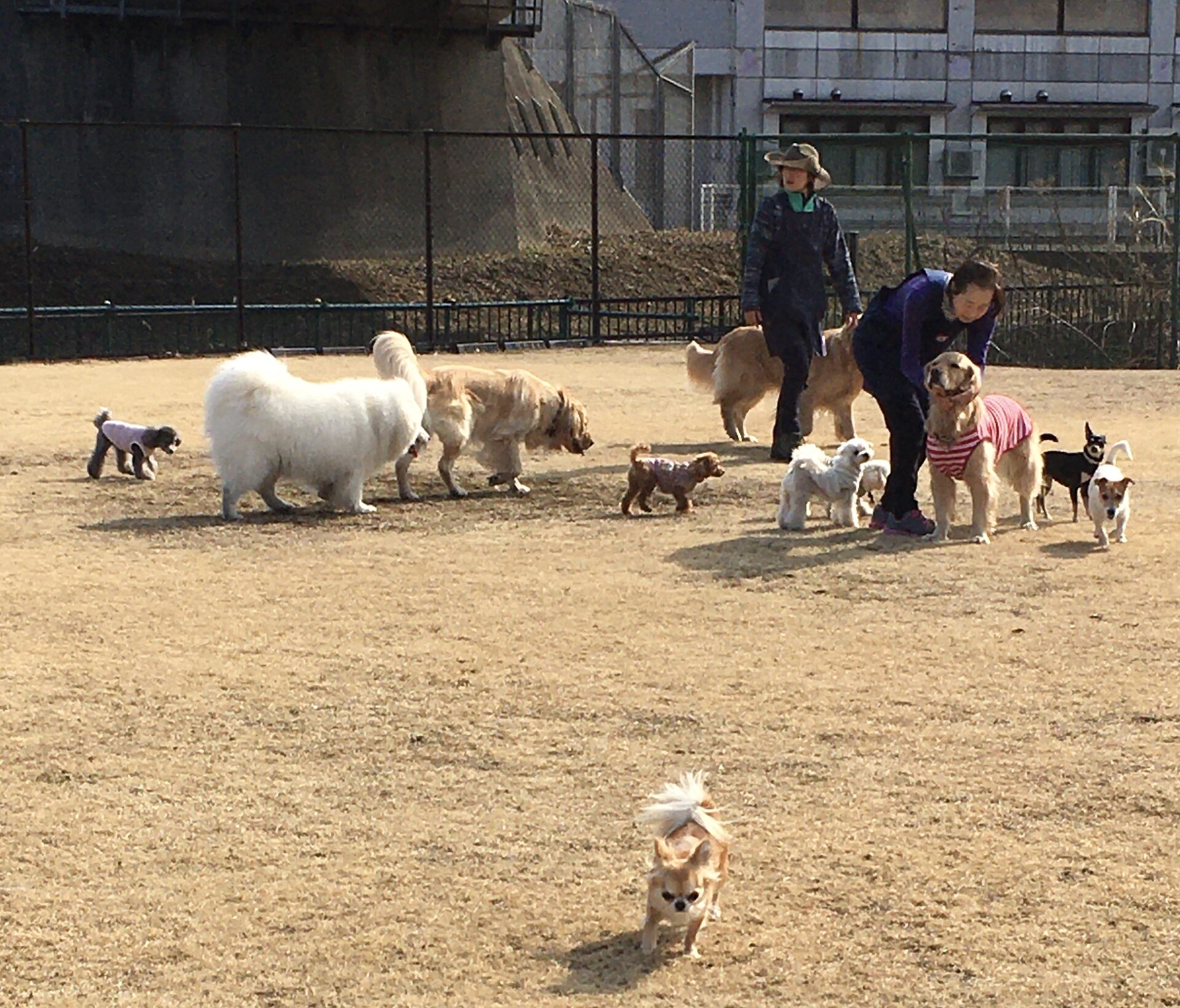 ファイル 8253-5.jpeg