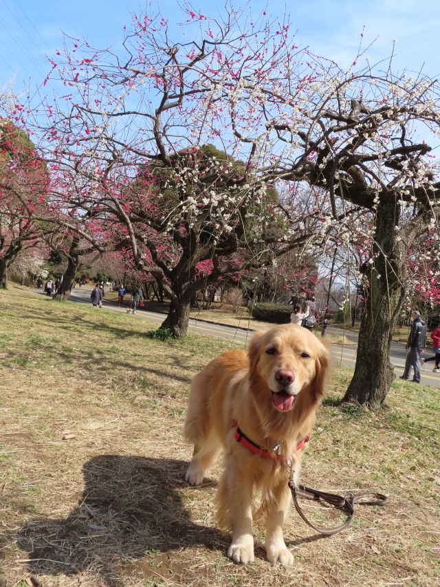 ファイル 8272-1.jpg