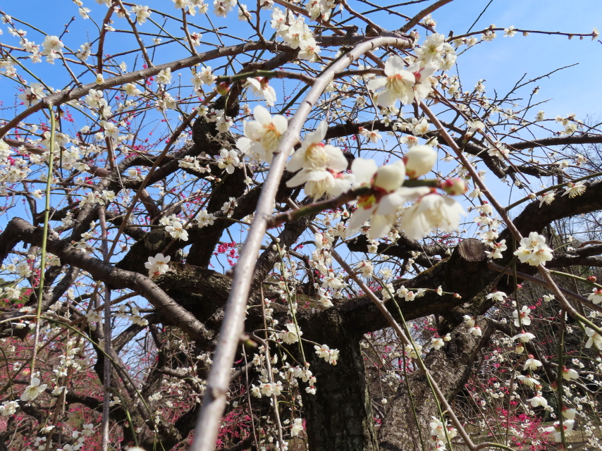 ファイル 8272-2.jpg