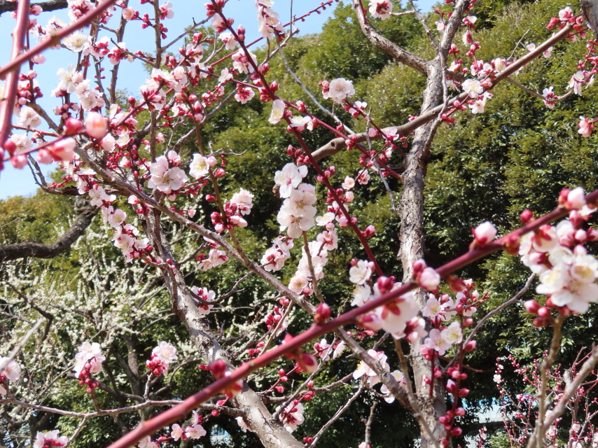 ファイル 8272-4.jpg