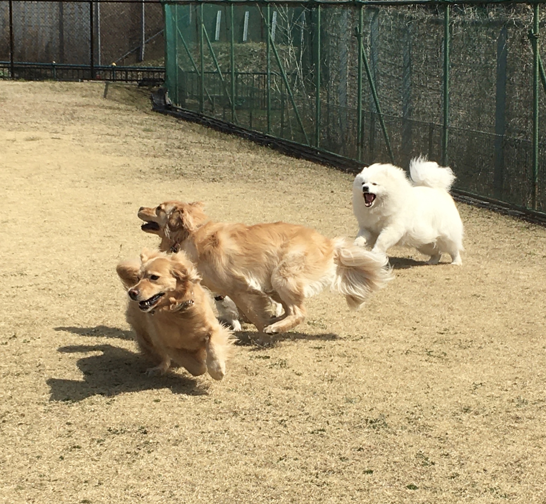 ファイル 8280-2.jpeg