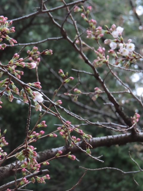 ファイル 8284-1.jpg