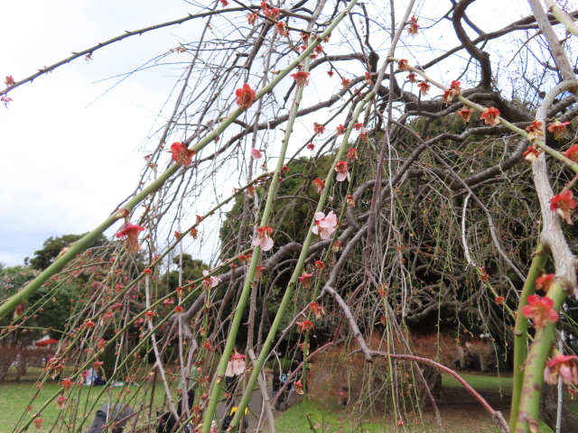 ファイル 8284-3.jpg