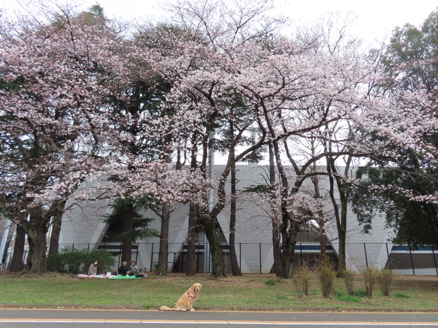 ファイル 8290-1.jpg