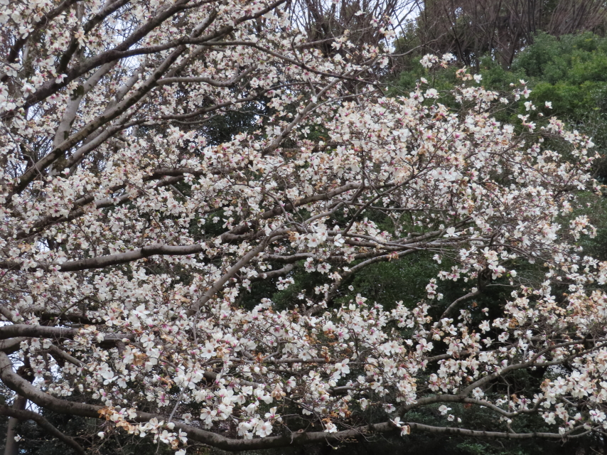 ファイル 8290-4.jpg