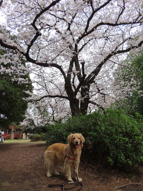 ファイル 8292-1.jpg