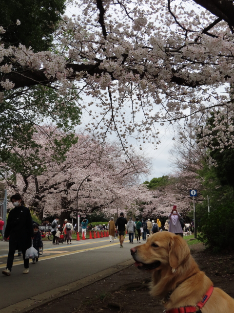 ファイル 8292-2.jpg