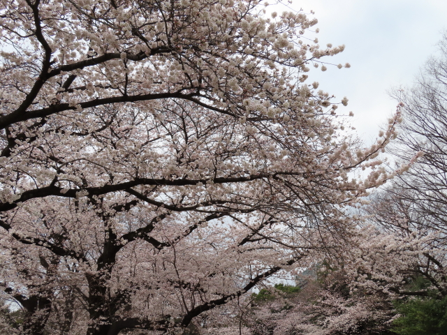 ファイル 8292-3.jpg