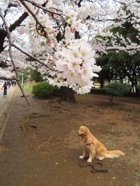 ファイル 8292-5.jpg