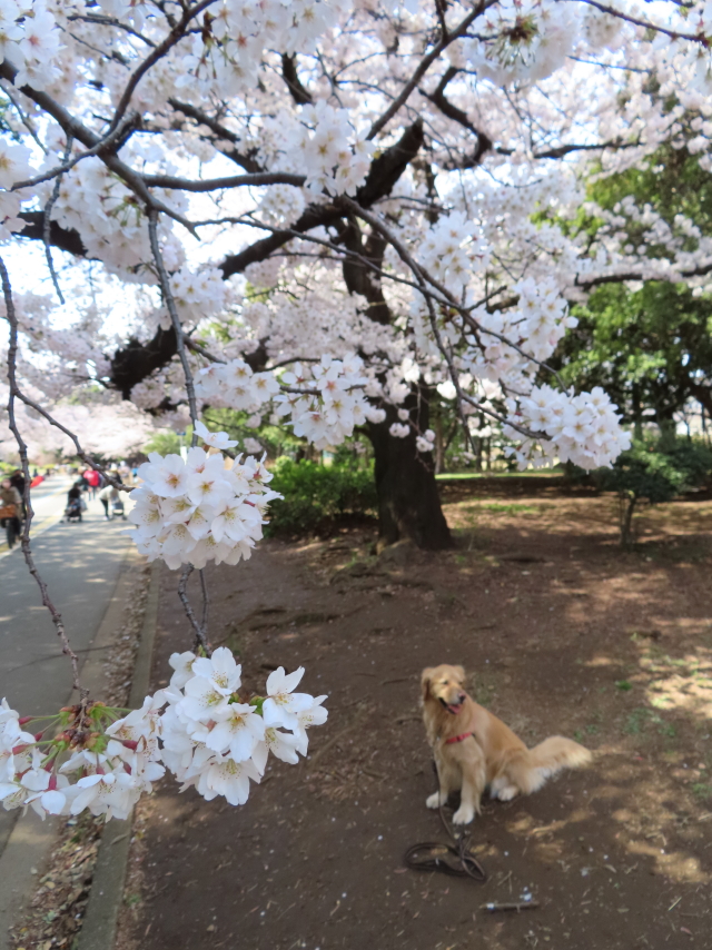 ファイル 8293-2.jpg