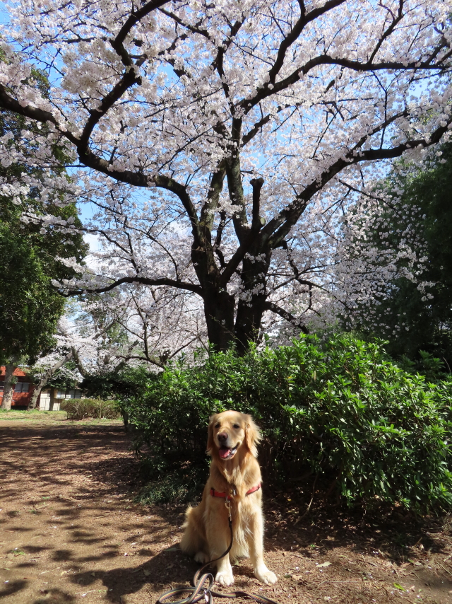 ファイル 8293-3.jpg