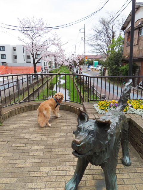 ファイル 8294-1.jpg