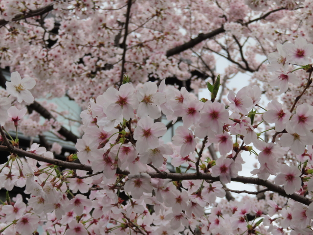 ファイル 8294-2.jpg