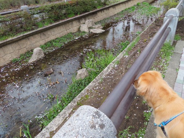 ファイル 8294-4.jpg