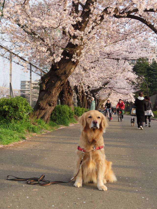 ファイル 8297-1.jpg