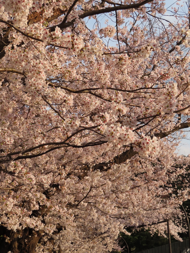 ファイル 8297-2.jpg