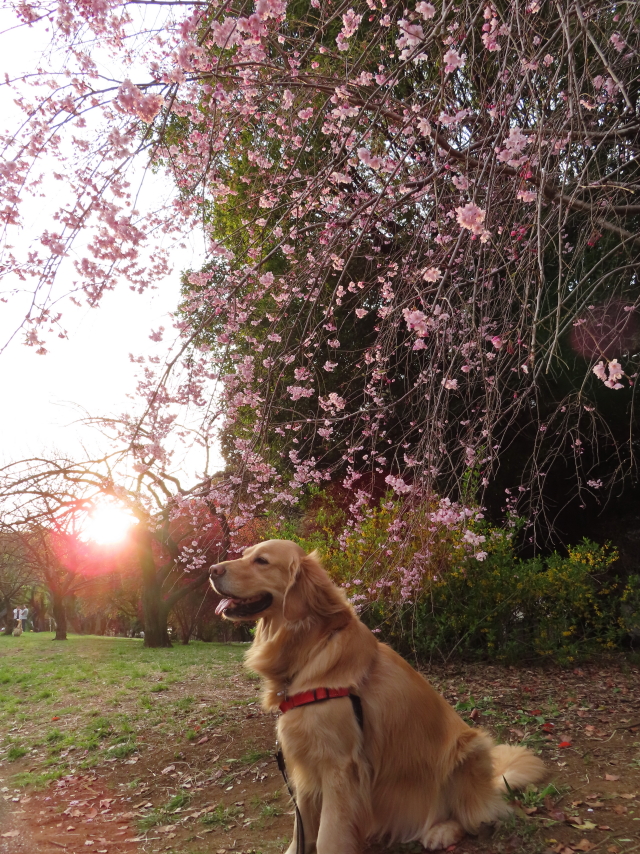 ファイル 8297-5.jpg