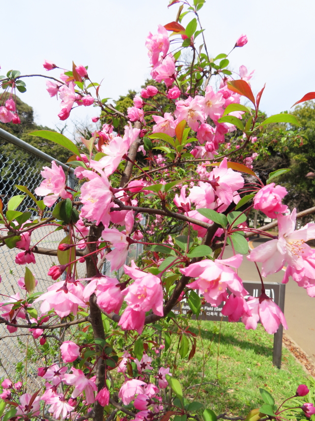 ファイル 8298-1.jpg