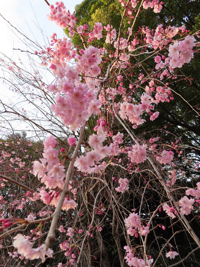 ファイル 8298-4.jpg