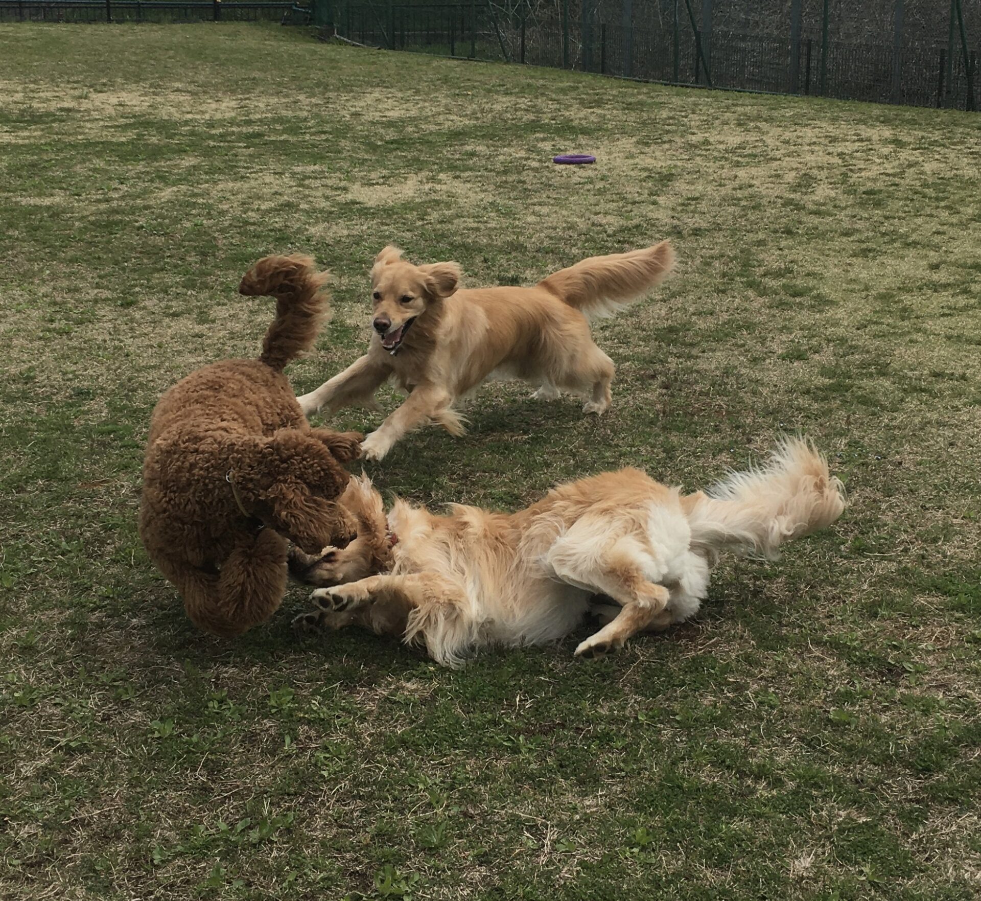 ファイル 8299-4.jpeg