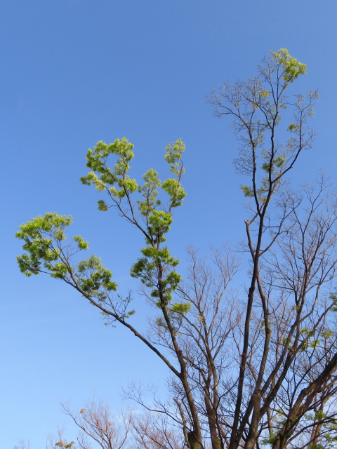 ファイル 8302-1.jpg