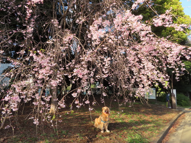 ファイル 8302-5.jpg