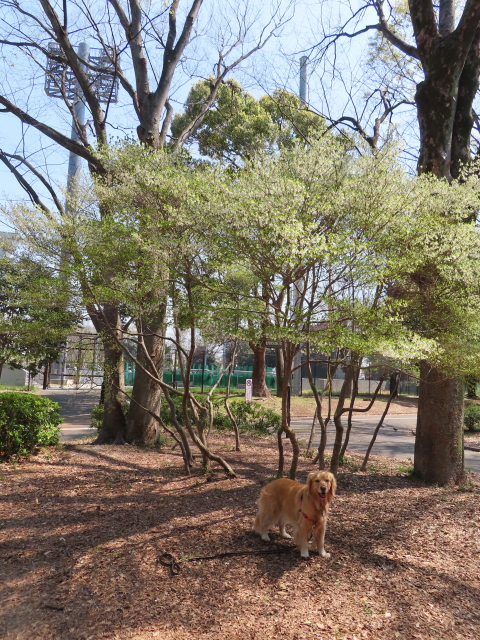 ファイル 8303-3.jpg