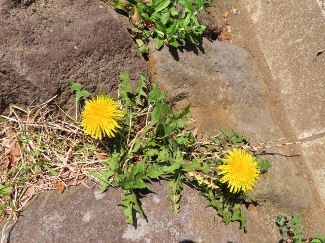 ファイル 8303-5.jpg